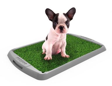 BANDEJA SANITARIA PARA PERROS / PEEPOO ECO HEMBRA Grafito